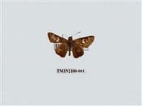 藏品(碎紋孔弄蝶)的圖片